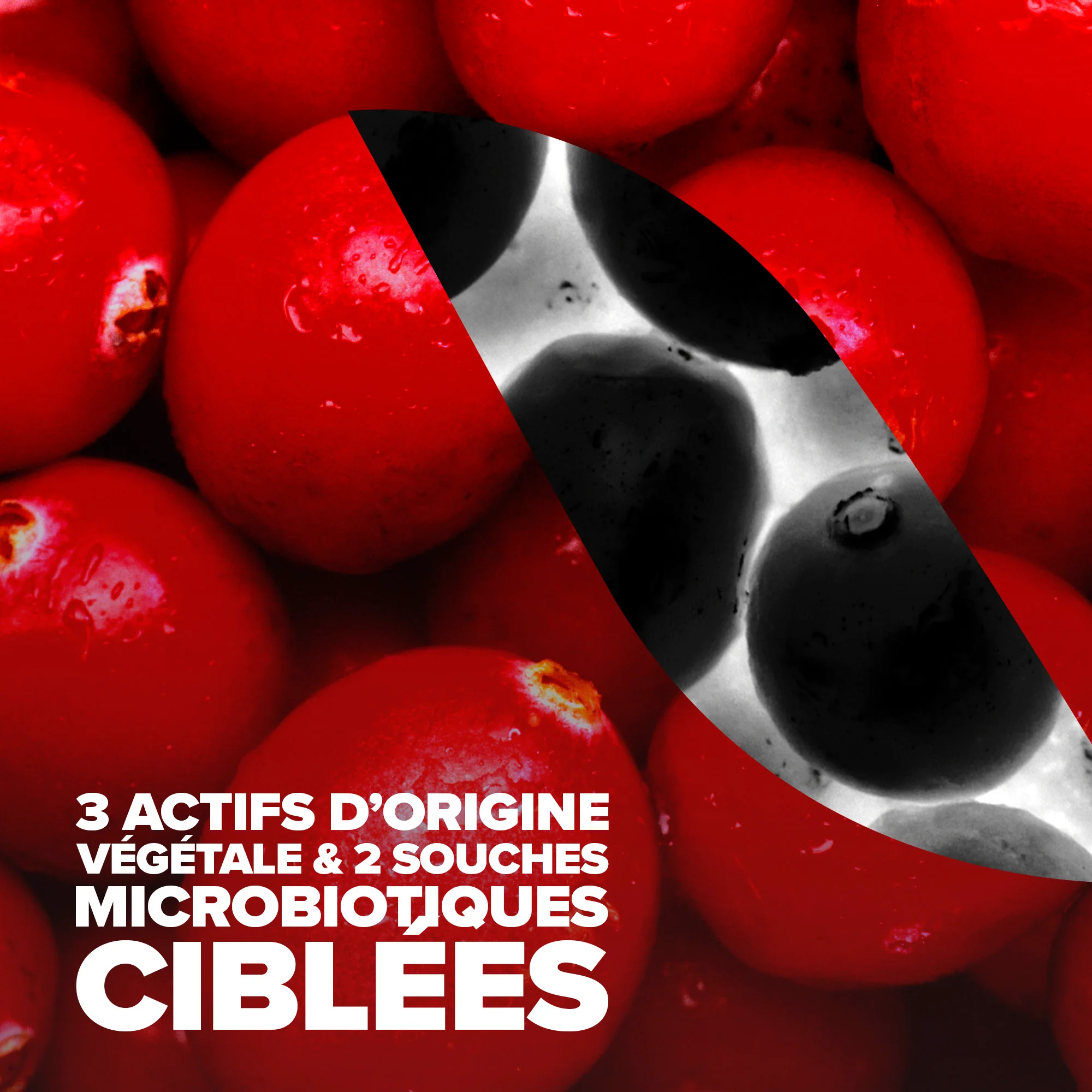 Cys-Control® Fort Probiotiques - Image 3